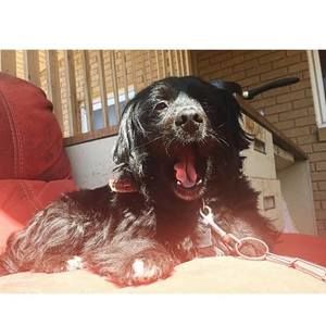 Meet your Posher, Josh